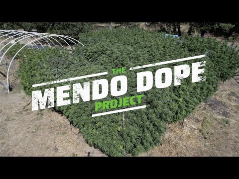 THE "MENDO DOPE" PROJECT - EP. 6 (SEPTEMBER HARVESTS)