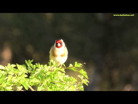 JILGUERO | GOLDENFICH | Carduelis carduelis