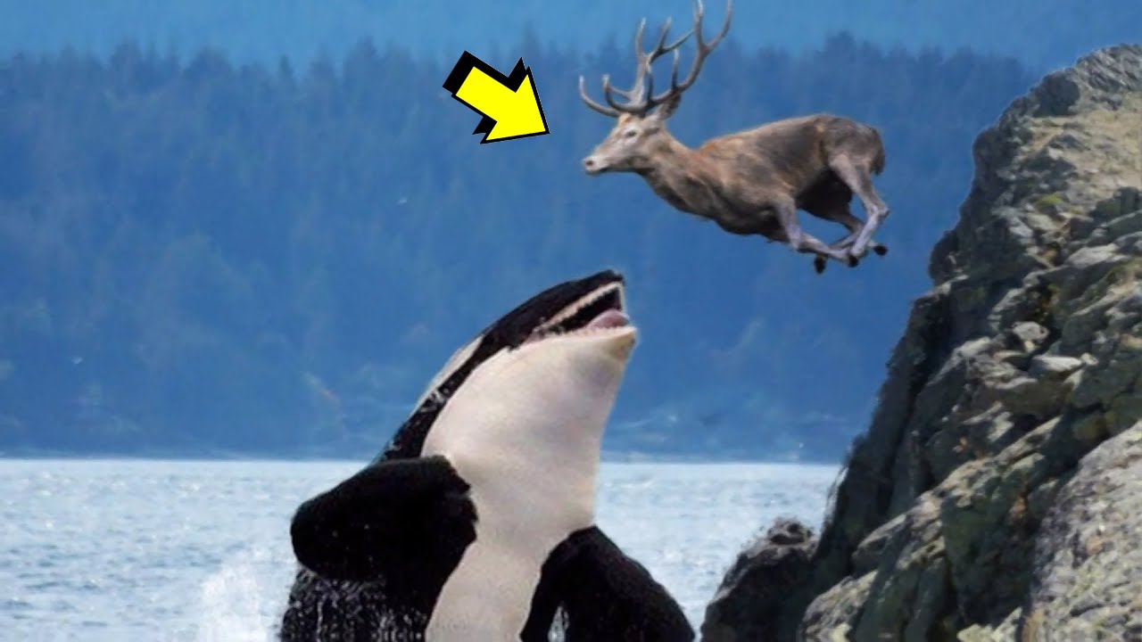 PREDATORY FISH | Chapter 9 | What Piranhas, Catfish, Orcas, and Sharks Can Do