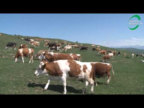 Viisoara, comuna transilvaneana in continua dezvoltare – partea a II a