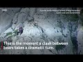 Bear Fight On Cliff Edge Ends In Deadly Fall