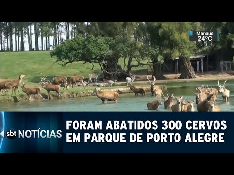 300 cervos foram abatidos em Porto Alegre