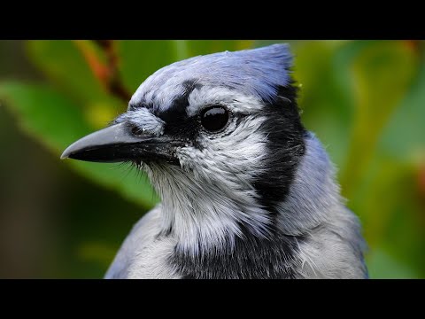 Blue Jay Call