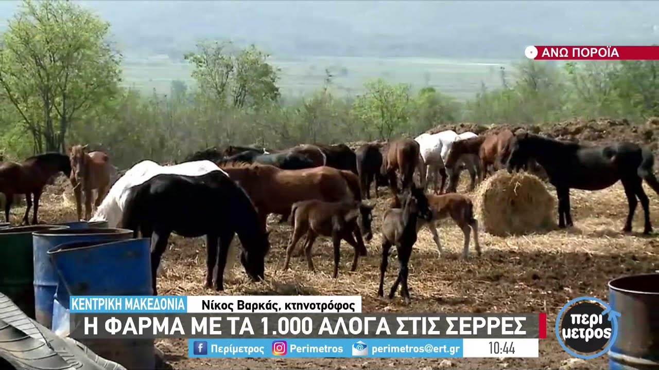 Η φάρμα με τα χίλια άλογα στα Άνω Πορόια Σερρών | 28/04/2022 | ΕΡΤ