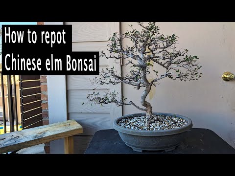 Repotting a Chinese elm bonsai, Bonsai beginner friendy