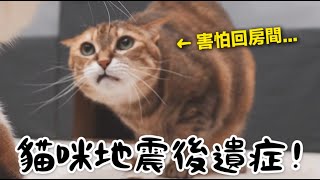 【黃阿瑪的後宮生活】貓咪地震後遺症！