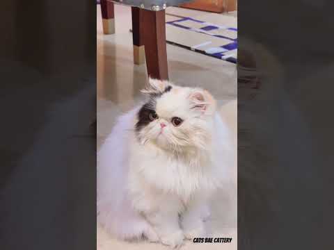 Isabella | Cat Cute Video #catshorts #cutecats #catsofyoutube #cats