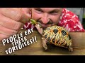 WORLD S MOST BEAUTIFUL TORTOISE