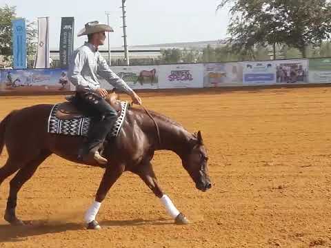 Lior Dubovski with Mity Boon Smart bridless run IEF Championship 2018 Sharona