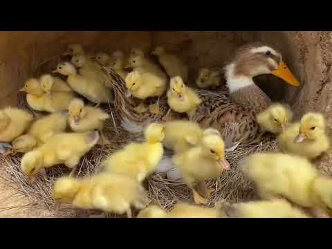 Amazing Pekin Duckling Hatching From Eggs - Nee Baby Duck