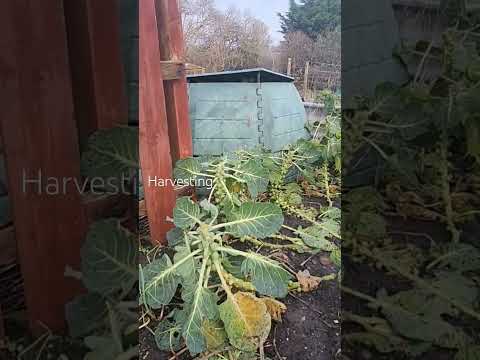 , title : 'Harvesting Brussel sprouts on a very cold morning'