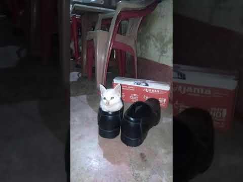 my Kitty wanted to sleep under the shoes.