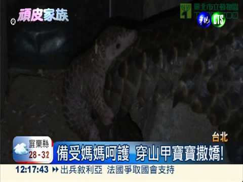 穿山甲寶寶首亮相 模樣超卡哇伊