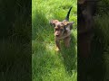 Miniature Dachshund dogs for sale: Jasmine - Video 1