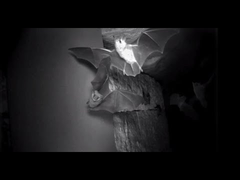 Denevér hangja ( Bat)