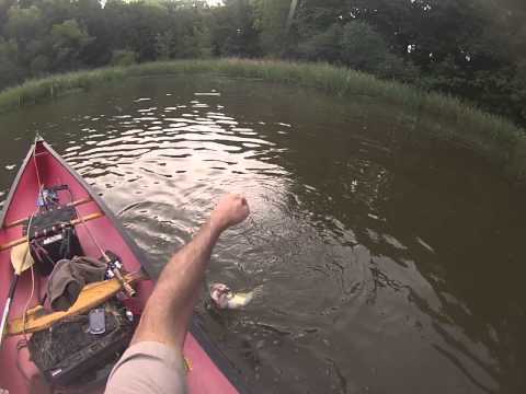 Buzzin Bass with @lunker_lure