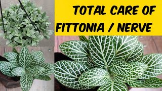Fittonia plant care / Fittonia plant benefits / How do you look after a nerve plant /plant benefits