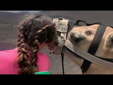 Camel riding in TIMANFAYA national park, lanzarote