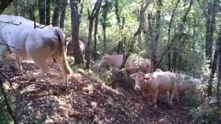 preview picture of video 'Ferme de Lauzanac en Dordogne. D'une prairie à l'autre.'