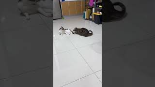 [問題] 要怎麼判斷貓咪的互動?在玩?打架?