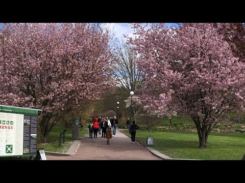 Sweden Gothenburg Beautiful in Botaniska