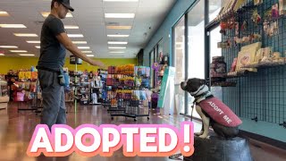 ADOPTED! “Cookie.”