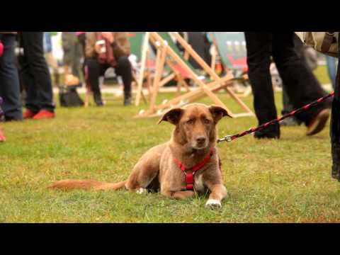 Berlin-Karlshorst : Citynahes Wohnen im Grünen