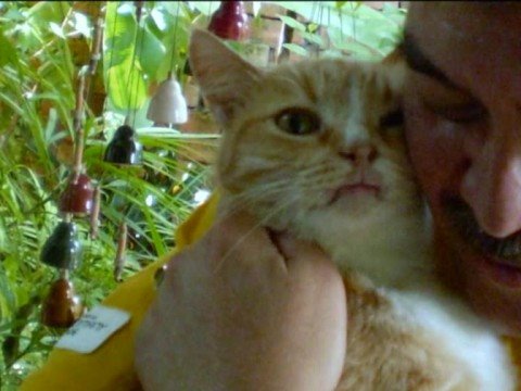 KARTINA DAHARI - Aksi Kucing