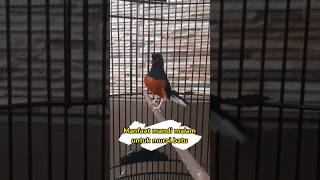 Download lagu Manfaat Mandi Malam Untuk Murai Batu mp3