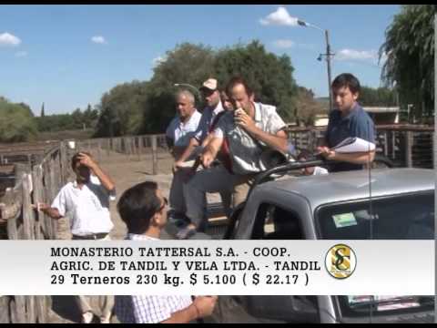 Monasterio Tattersall/Coop.Agric.Gan.Tandil y Vela. - Tandil - Venta Machos - 24/02/2015