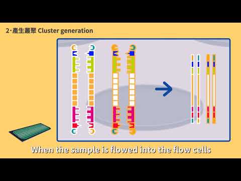 DNA Sequencing: Next Generation Sequencing Method (NGS)