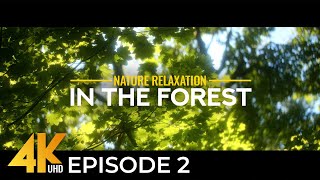Immersive Nature Relaxation | In the Forest - Ep 2 | 4K Anamorphic Scenery with Authentic Sounds
