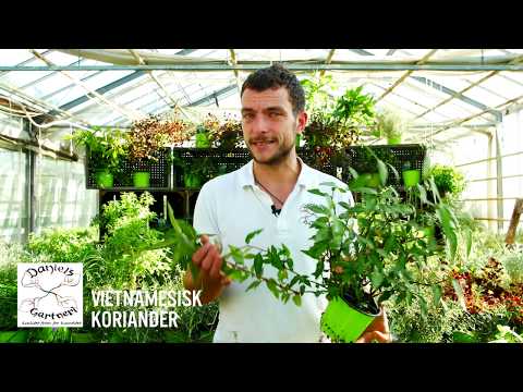 Daniel's Gartneri - Vietnamesisk Koriander
