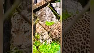 Download lagu Cheetah🐆 thiruvananthapuram zoo (ASHIK's FAMILY) #shorts mp3 Download lagu Cheetah🐆 thiruvananthapuram zoo (ASHIK's FAMILY) #shorts mp3
