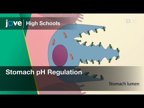 Stomach pH Regulation | Cell Bio | Video Textbooks - Preview