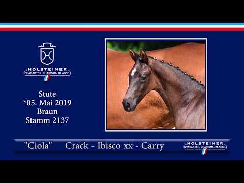 Holsteiner Elite-Fohlenauktion 2019 - Nr. 54 Ciola v. Crack-Ibisco xx