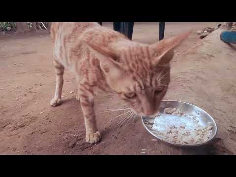 Meow Moments with Dhanu: Cat Vlog Extraordinaire | Bhuri's world: A cat's vlog | Theramson Pets