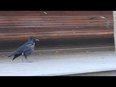 Juvenile raven with a limp