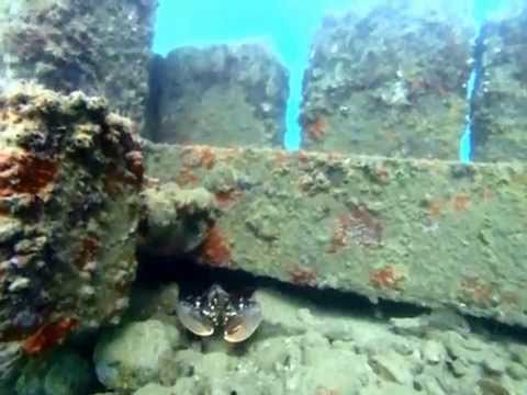 download lagu mp3 mp4 Weymouth Diving, download lagu Weymouth Diving gratis, unduh video klip Weymouth Diving