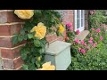 Comparing David Austin Roses To Kordes Roses First Impressions English Roses With German Roses