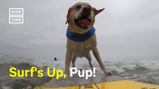 Pups Catch Waves at World Dog Surfing Championship