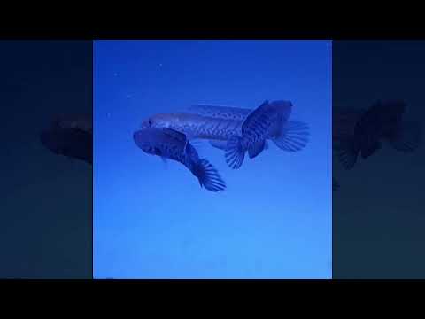 baby channa fighting with her friend