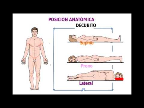 Posiciones corporales anatomicas/regiones corporales