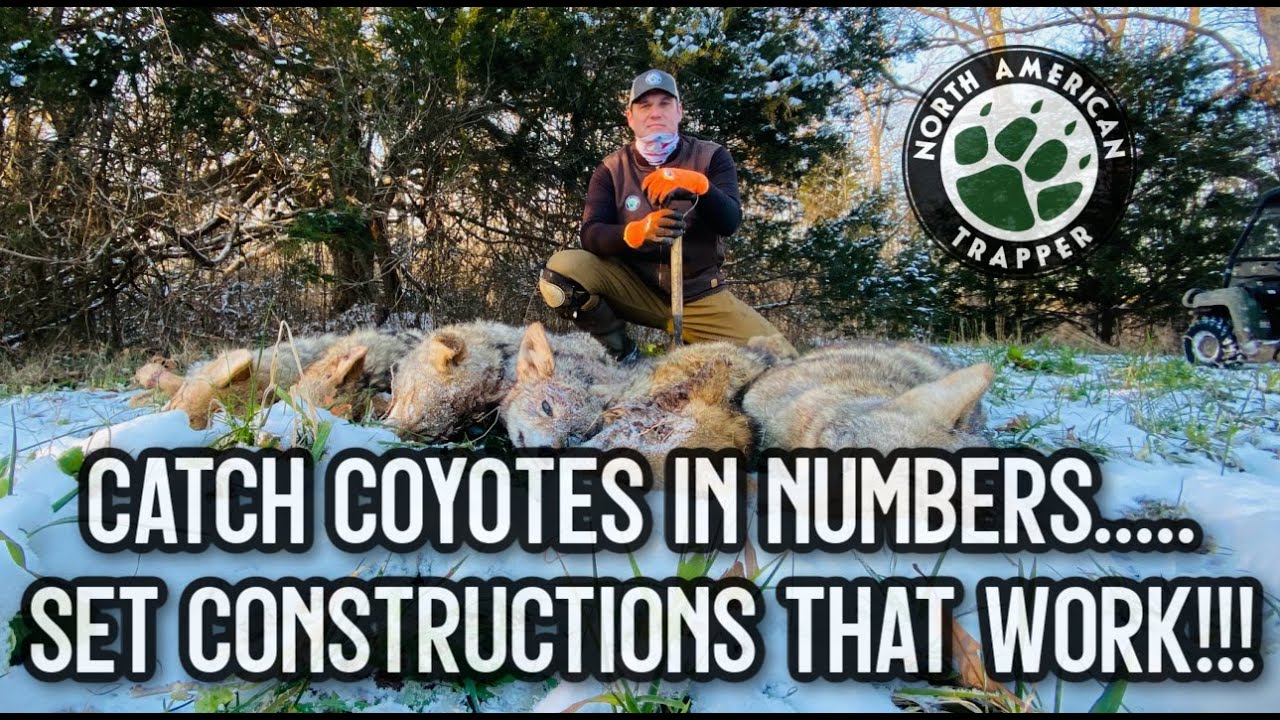 CATCH COYOTES IN NUMBERS.....SET CONSTRUCTIONS THAT WORK!!!