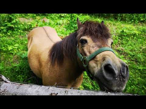 Cicha Woda czyli szybki wypad do gospodarstwa agroturystycznego w Lasocinie