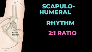 What is Scapulo-Humeral Rhythm 2:1 ratio