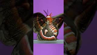 North America's biggest moth! #entomology #moths