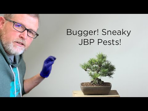 Bonsaify | Treating a Japanese Black Pine Bonsai for Wooly Adelgid and Root Aphids