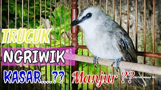 Download lagu trucuk ngriwik uplik dan ropel Manjur untuk pancingan trucukan bahan / bakalan mp3