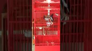 Download lagu Kacer AJT, GACOR TARUNG NAGEN mp3 Download lagu Kacer AJT, GACOR TARUNG NAGEN mp3